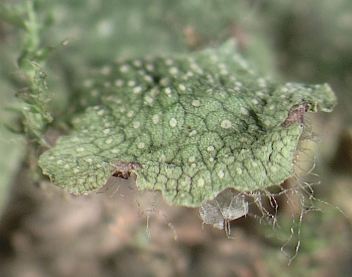 Collection Nonvascular Plants Specimen 13 Liverwort