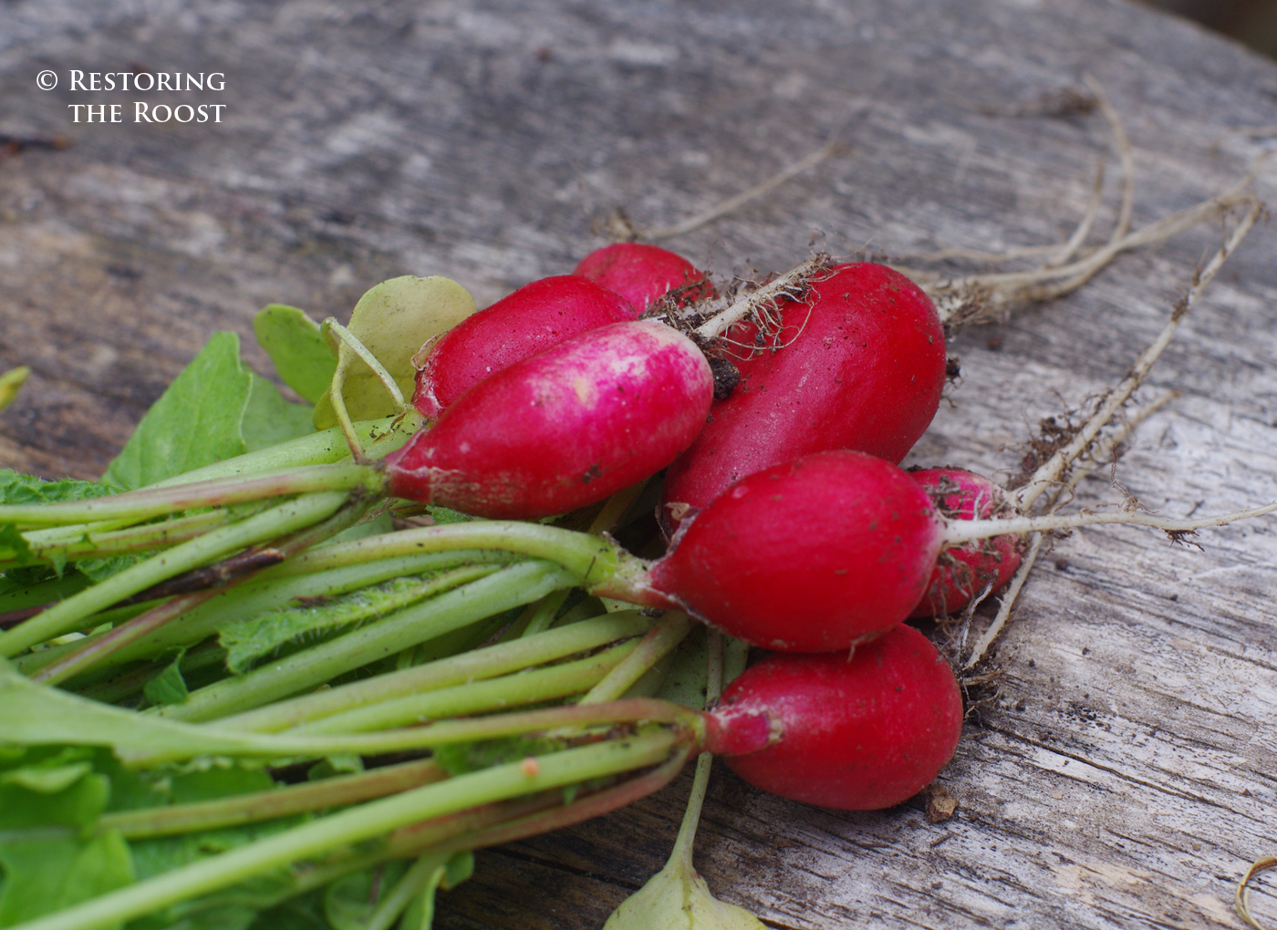 Restoring the Roost French Breakfast Radishes