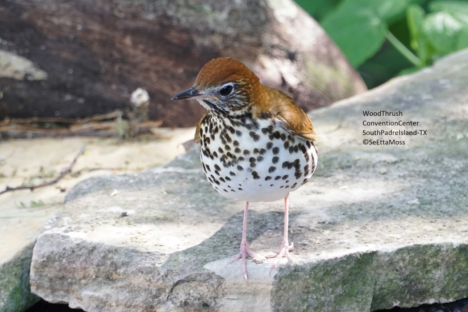 Wood Thrush pics and video of it bathing vigorously