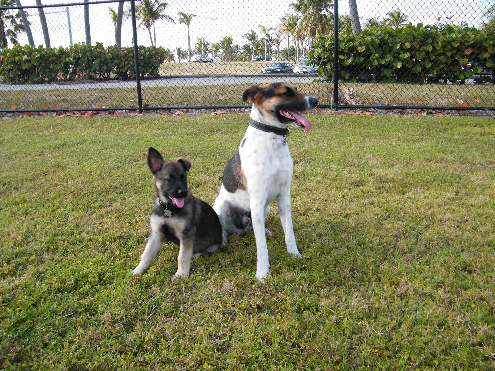 Mobile Dog Grooming How to clean your dog’s anal glands.