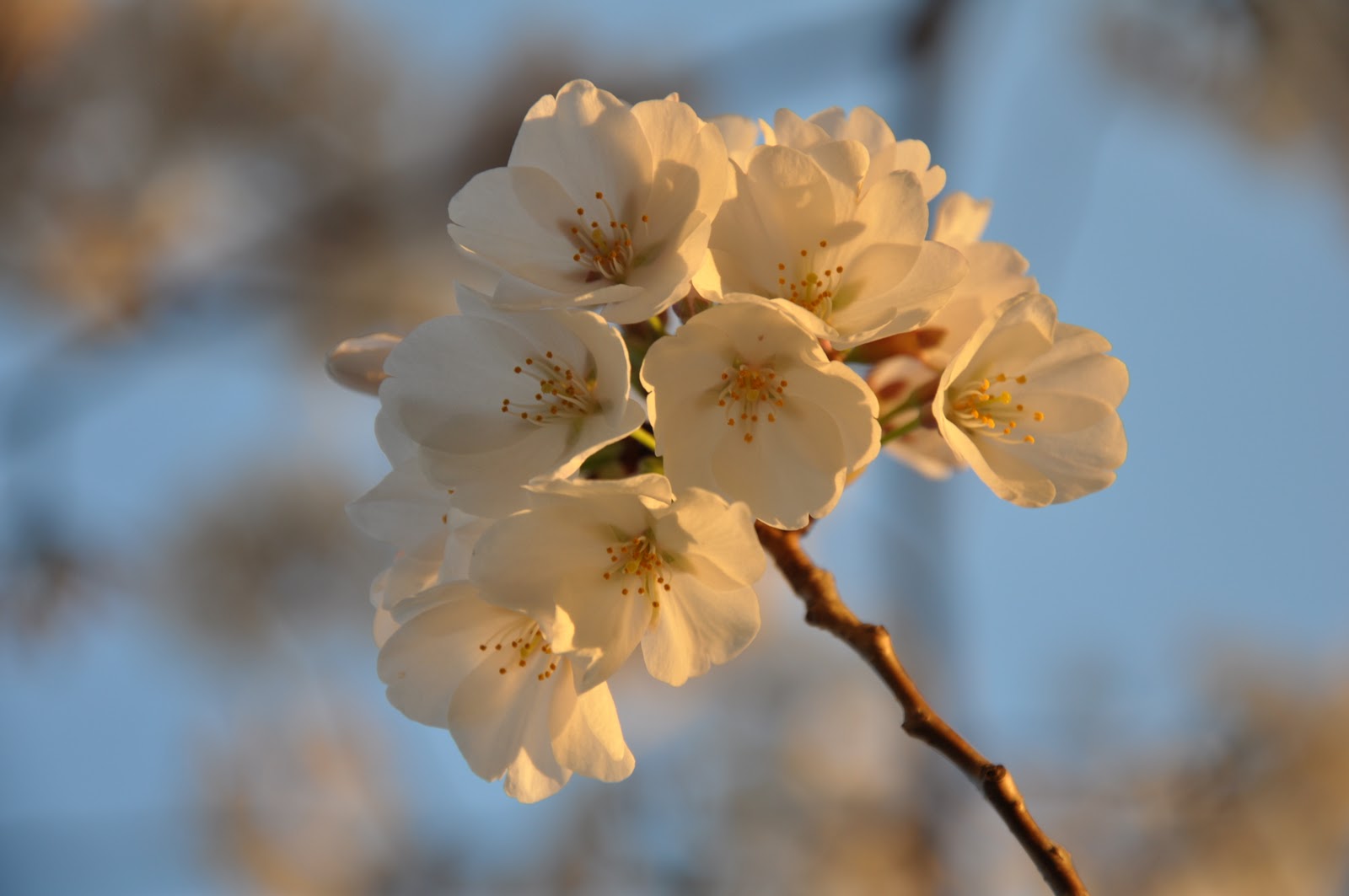 msealphoto-cherry-blossoms-i-washington-dc