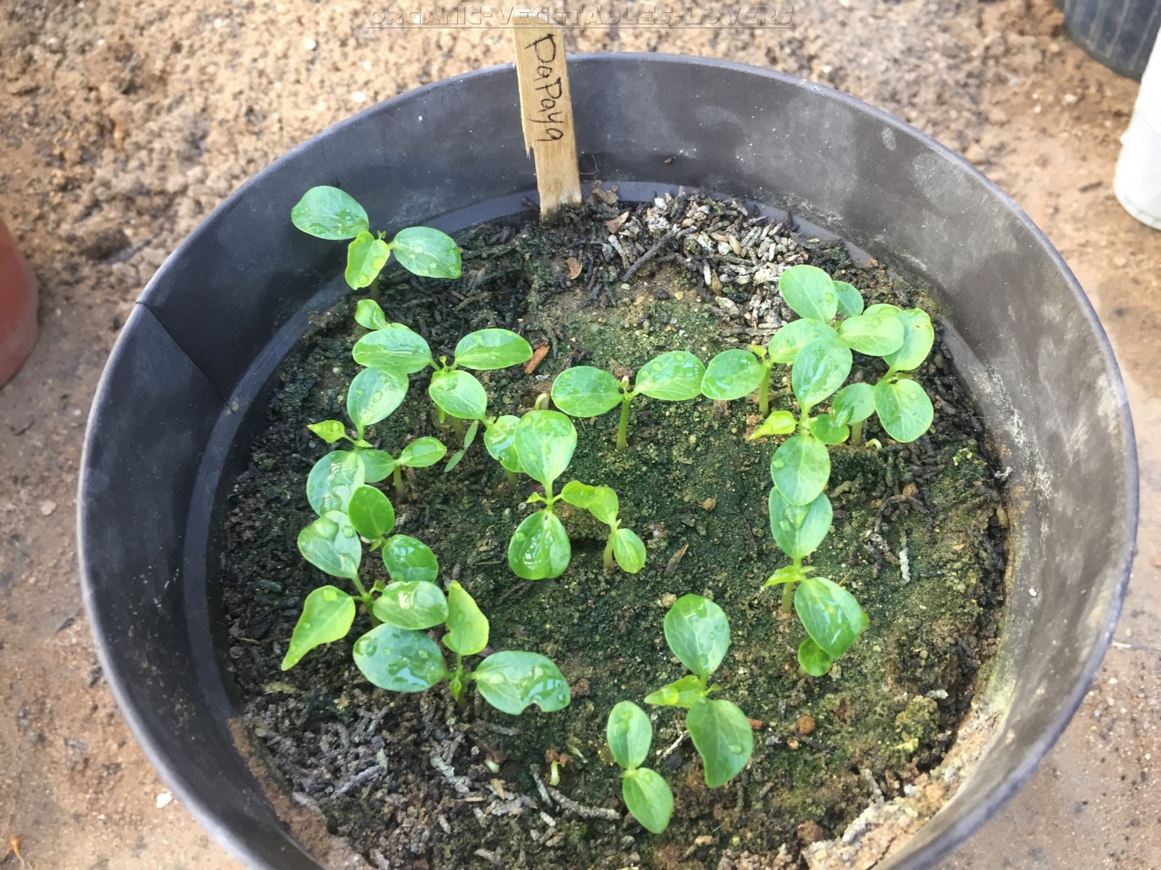 Starting Papaya From Seeds indoors