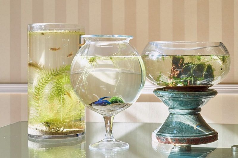 What Kind of Plant Goes in a Betta Fish Vase? What Kind of Plant Goes in a Betta Fish Vase?