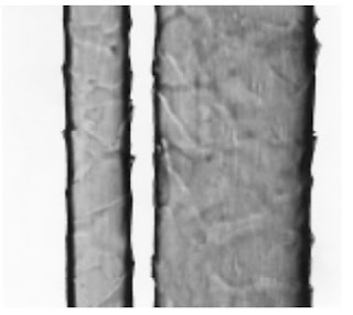 Longitudinal-View-500X-Mohair-fibre