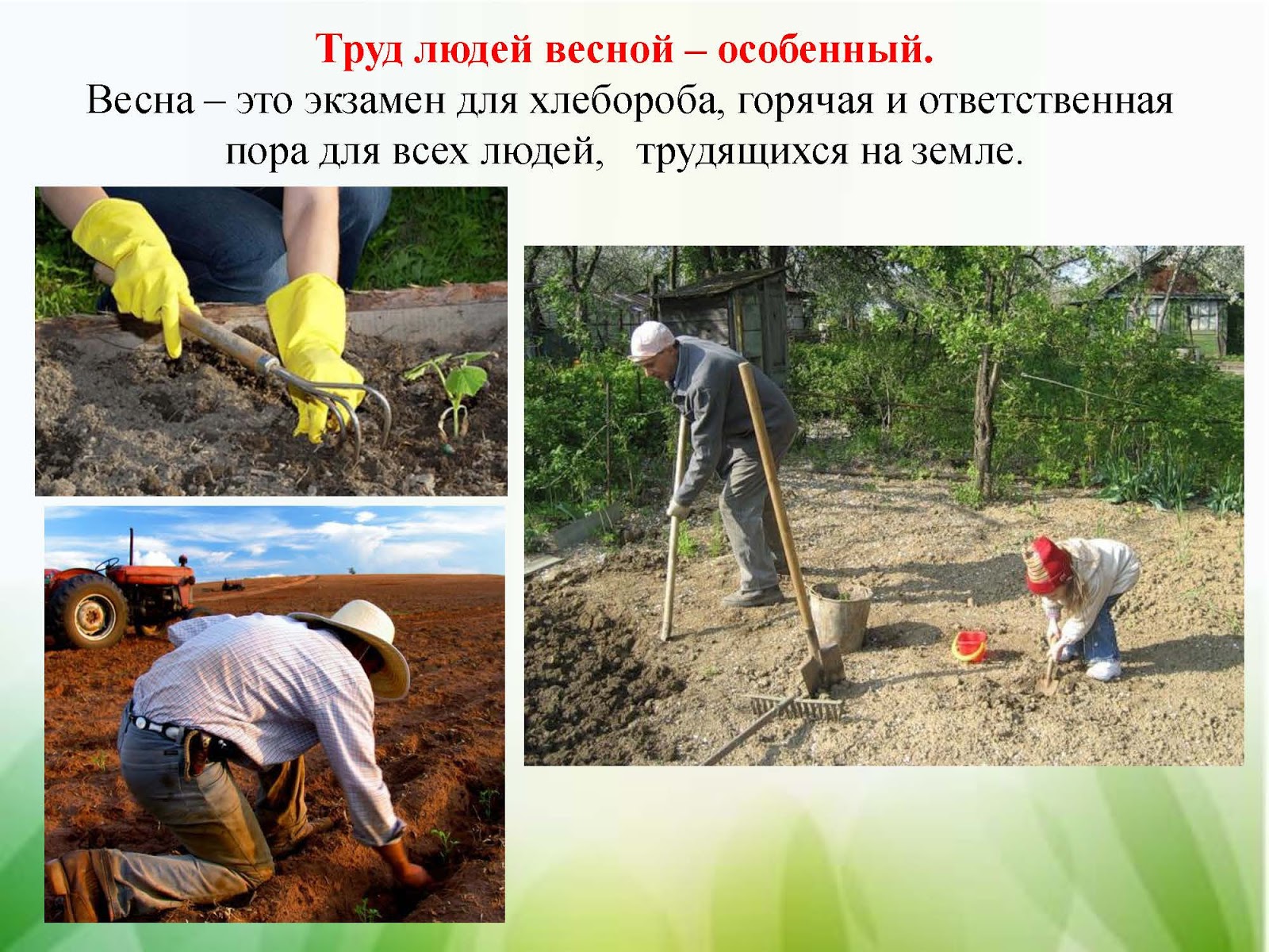 труд людей весной. сбор урожая. труд людей региона. директора соломбальского лдк. труд людей региона.