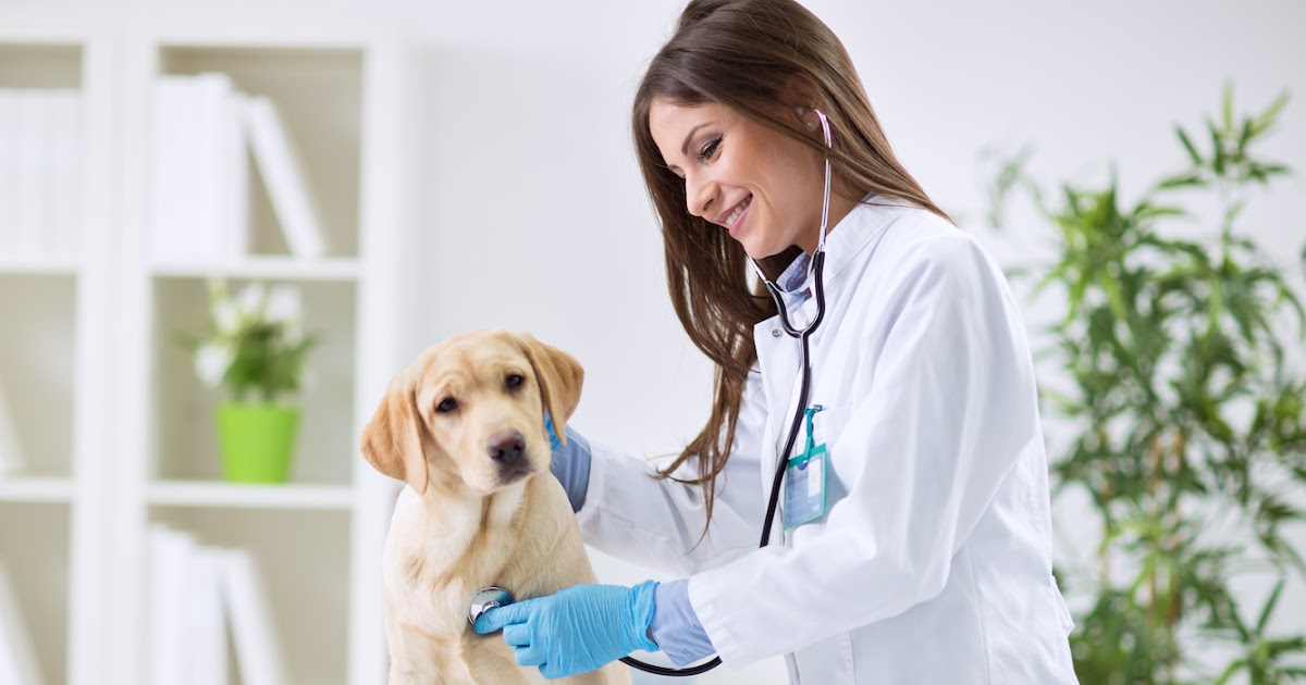 What to look for in a Good Veterinarian Doglopedix