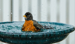 bathing robin photo by mbgphoto