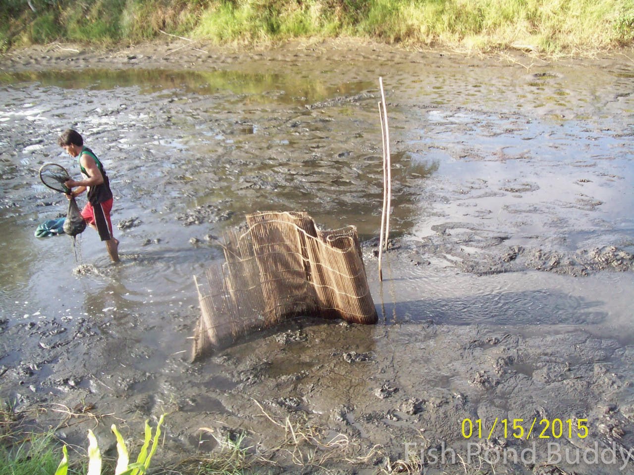 Fish Pond Buddy How to Harvest Using Pond Draining ("Limas")
