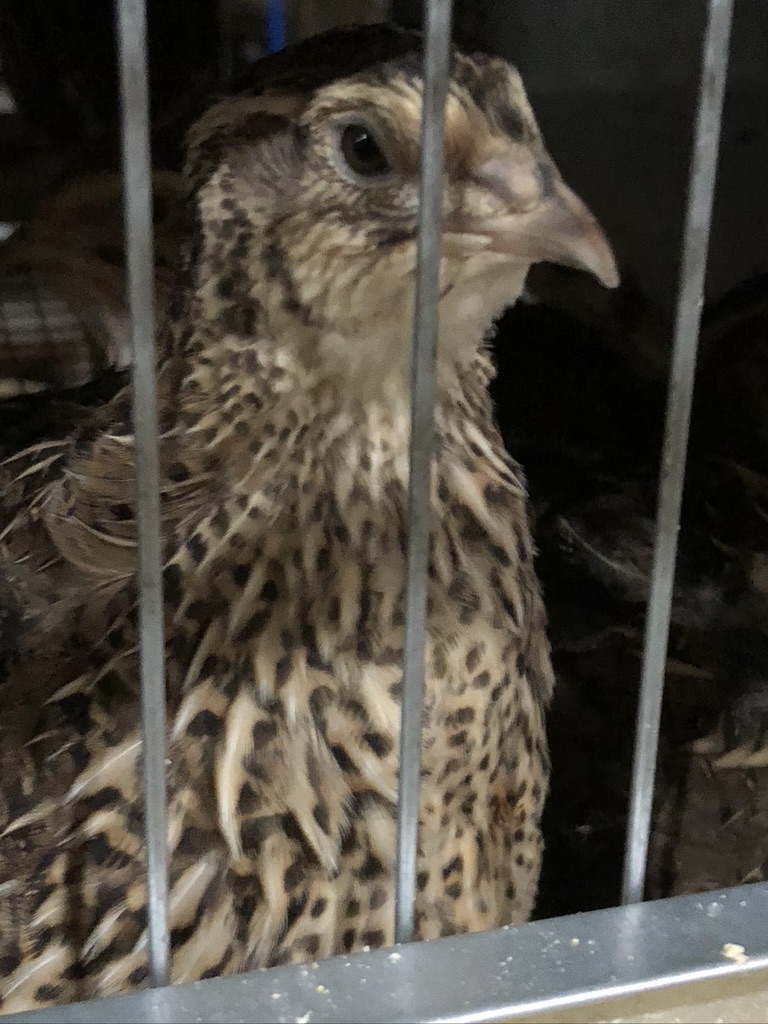 The Passionate Foodie Cavendish Game Birds From Quail to Balut