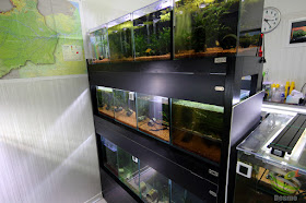 my aquarium room