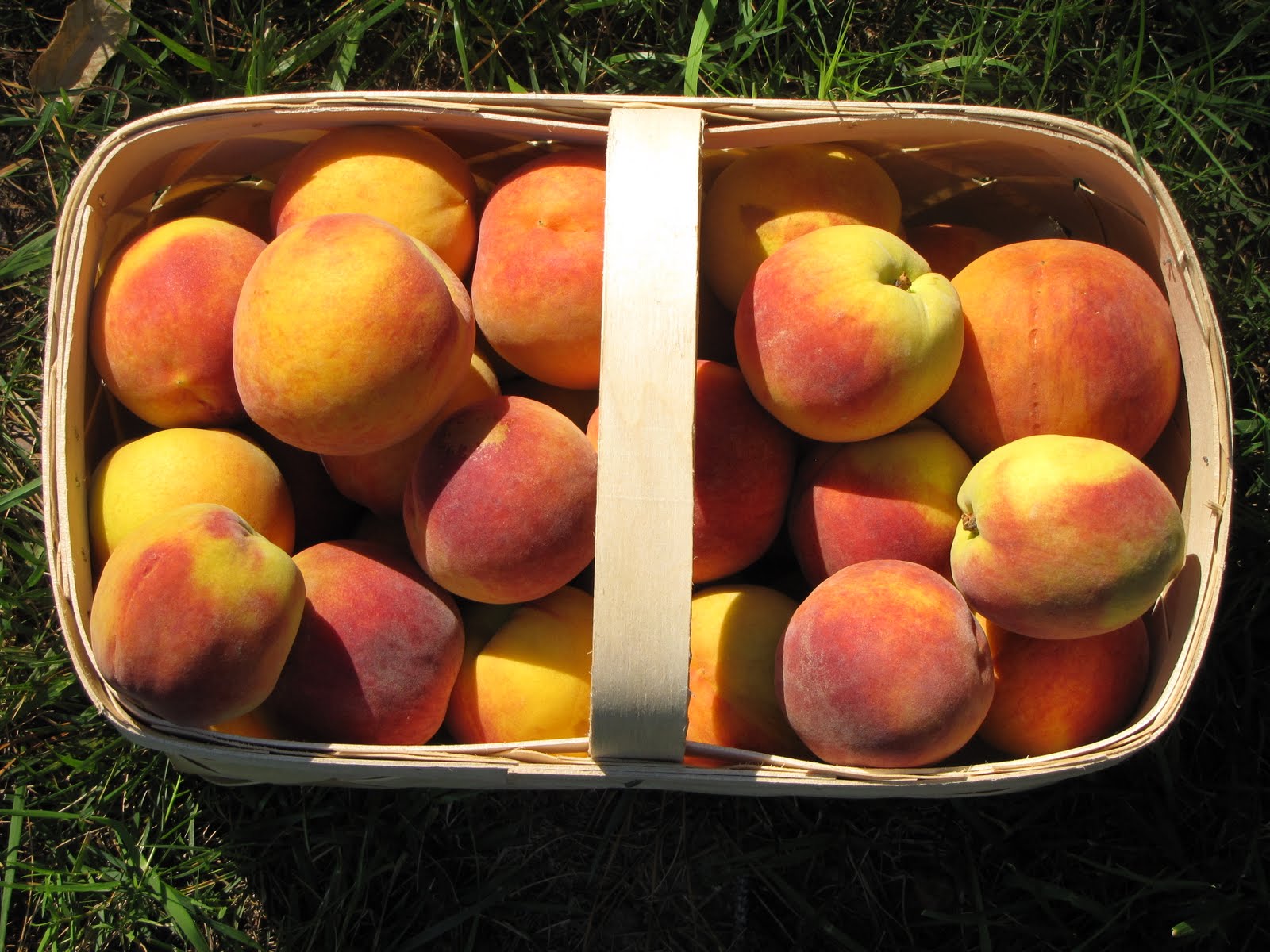 Southern Homemaking Peaches