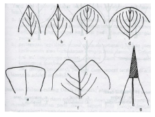 Ujung daun Ujung daun