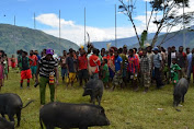 Berkali Lipat Jika Tabrak Babi Betina di Papua, Ini Perhitungan Ganti Rugi