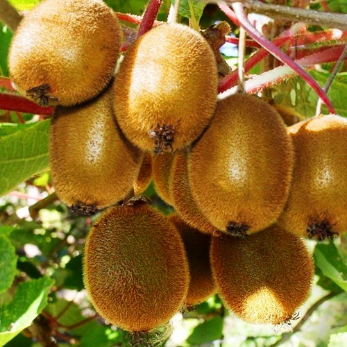 Rich Farm Kenya Profitable Agribusiness Ideas in Fruit Farming The