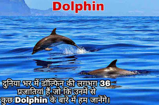 Types of Dolphin, Look like Dolphin, Dolphin Family,Dolphin Species,Dolphin Life cycle,Dolphin Scientific Name,Dolphin Animal,Dolphin Facts,