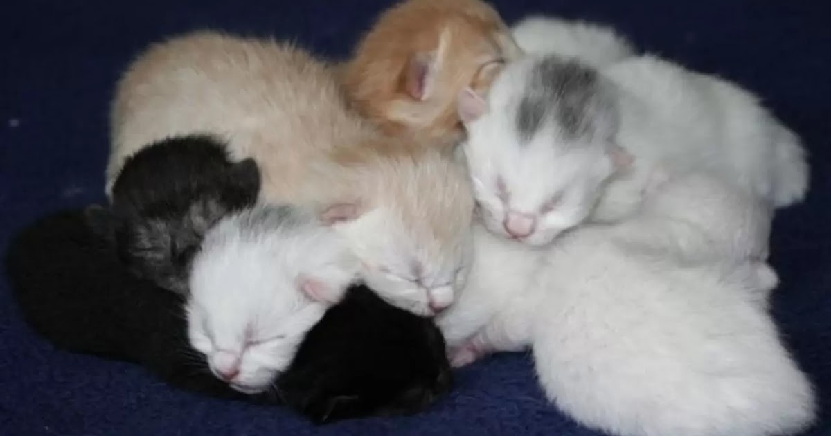 Cara Mengurus Bayi Kucing Yang Ditinggalkan Induknya » Kontakmedia