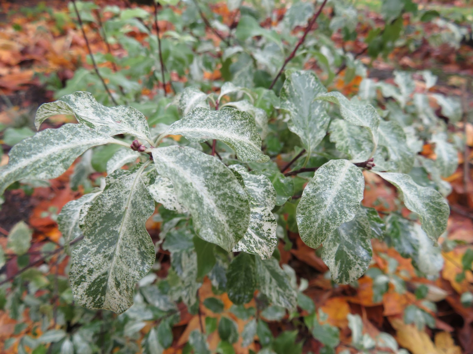 Trees Of Santa Cruz County Pittosporum Eugenoioides Variegatum