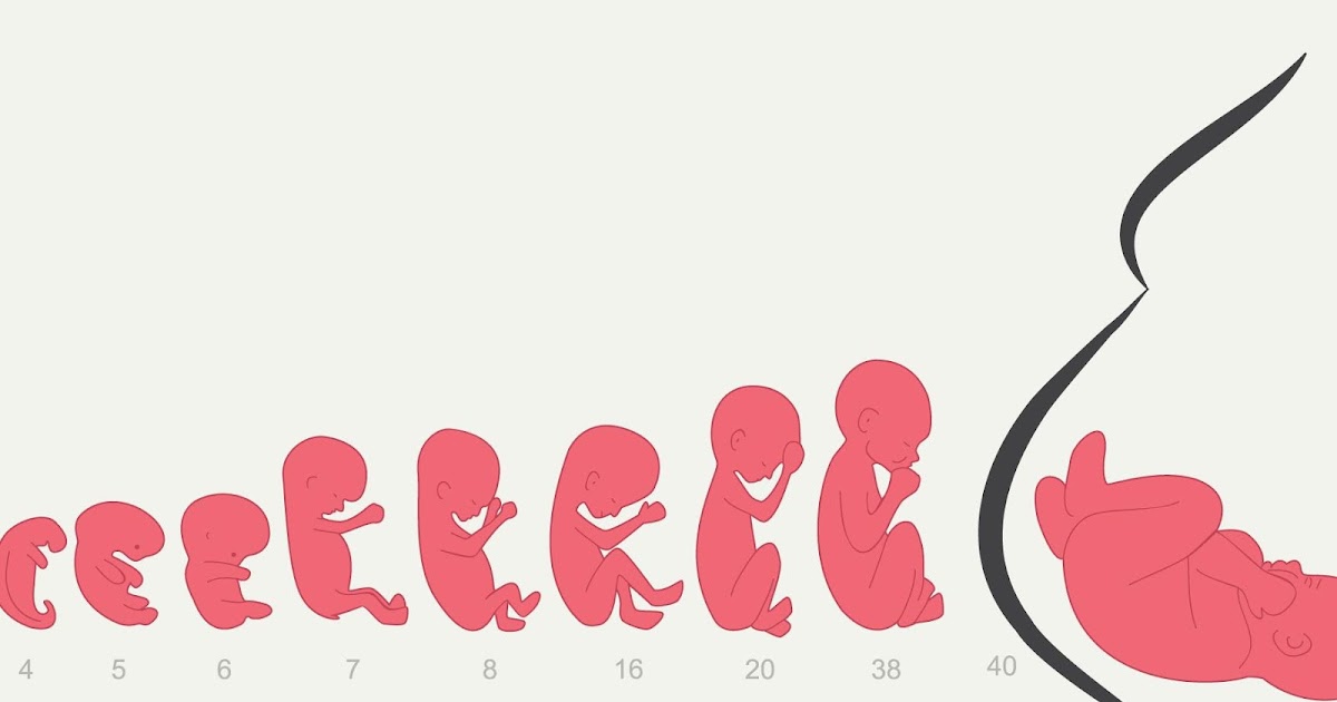 İLK ÜÇ AYLIK DÖNEMDE BEBEĞİN BÜYÜMESİ EVRESİNDE NELER OLUR