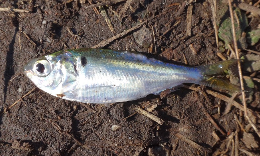 Ben Cantrell's fish species blog Powerton blue catfish