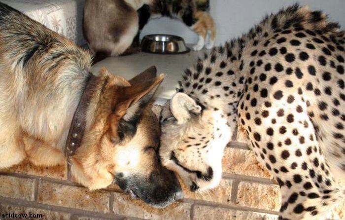 big_catG.jpg