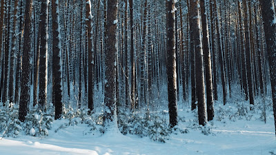 Wallpaper HD Winter forest, snow, pines, trees, conifers