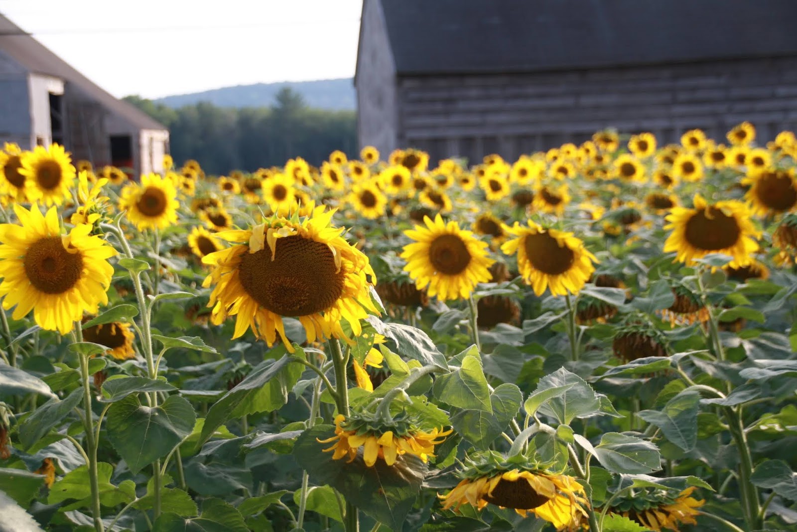 Buttonwood Farm Sunflower festival and noble cause in Connecticut