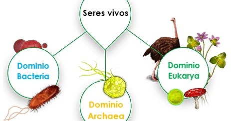 DOMINIO BACTERIA, ARCHAEA Y EUKARYA