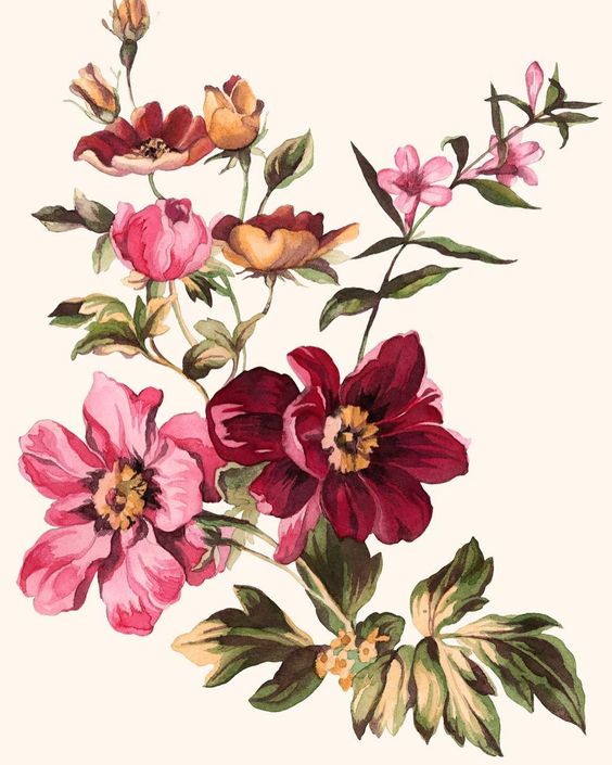 Botanical Flowers | floral designs | Watercolor Illustration | PNG Free ...