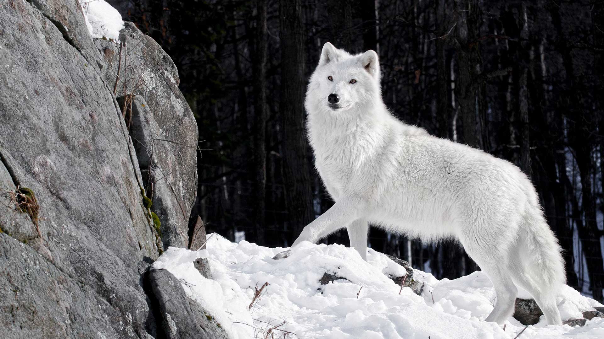 beyaz kurt resimleri 10