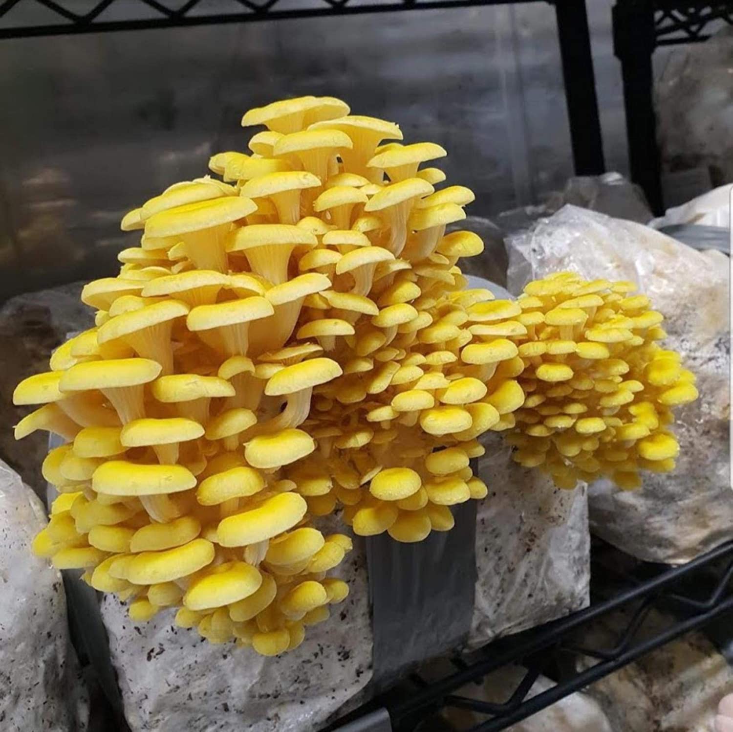 Yellow Oyster Mushroom (Pleurotus citrinopileatus) Cultivation Oyster