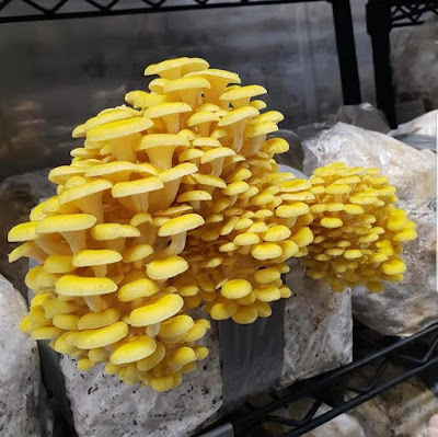 Yellow Oyster Mushroom (Pleurotus citrinopileatus) Cultivation