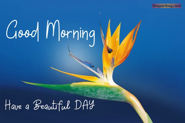 Good Morning Flowers Good Morning Flowers