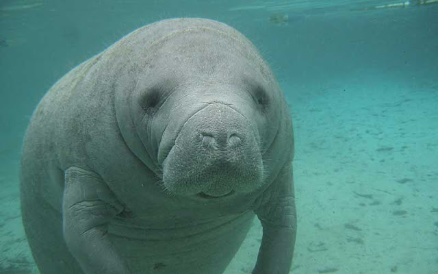 Did you know that Manatees are one of the Costa Rican national symbols ...