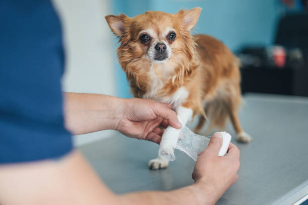Dog Bandaging – Techniques to Use