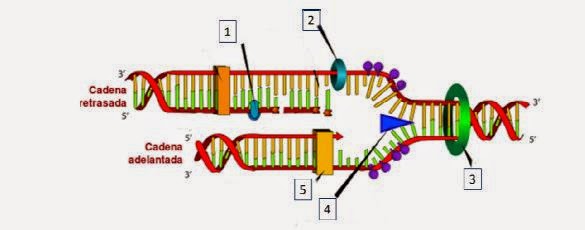 Biología y Geología Toni: REPLICACIÓN DEL ADN