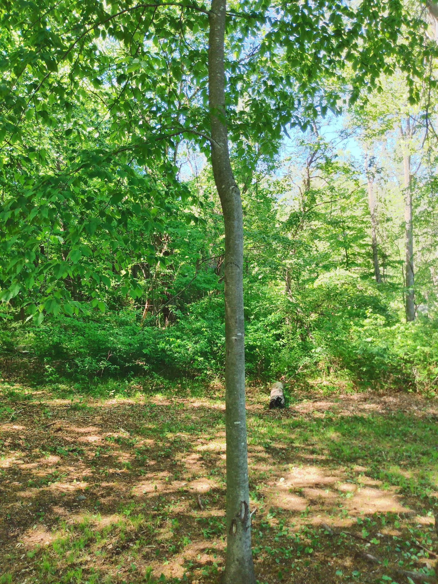 The Rebel Palate DIY Birch Beer