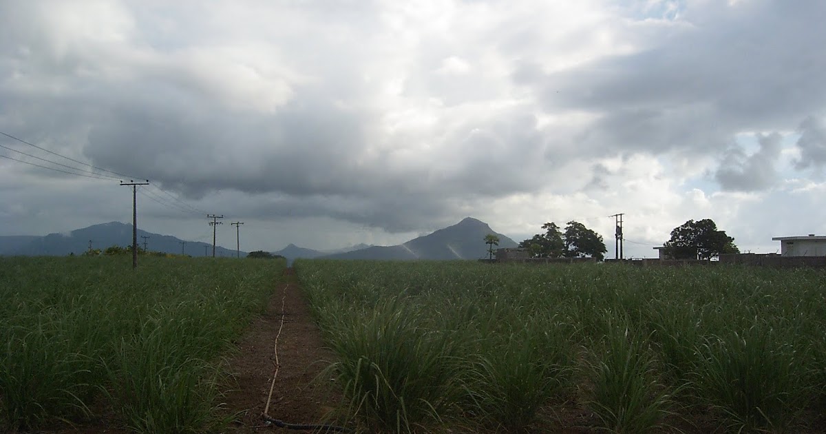Goodlands Mauritius Goodlands Mauritius, Bookstore, Photographs, Map