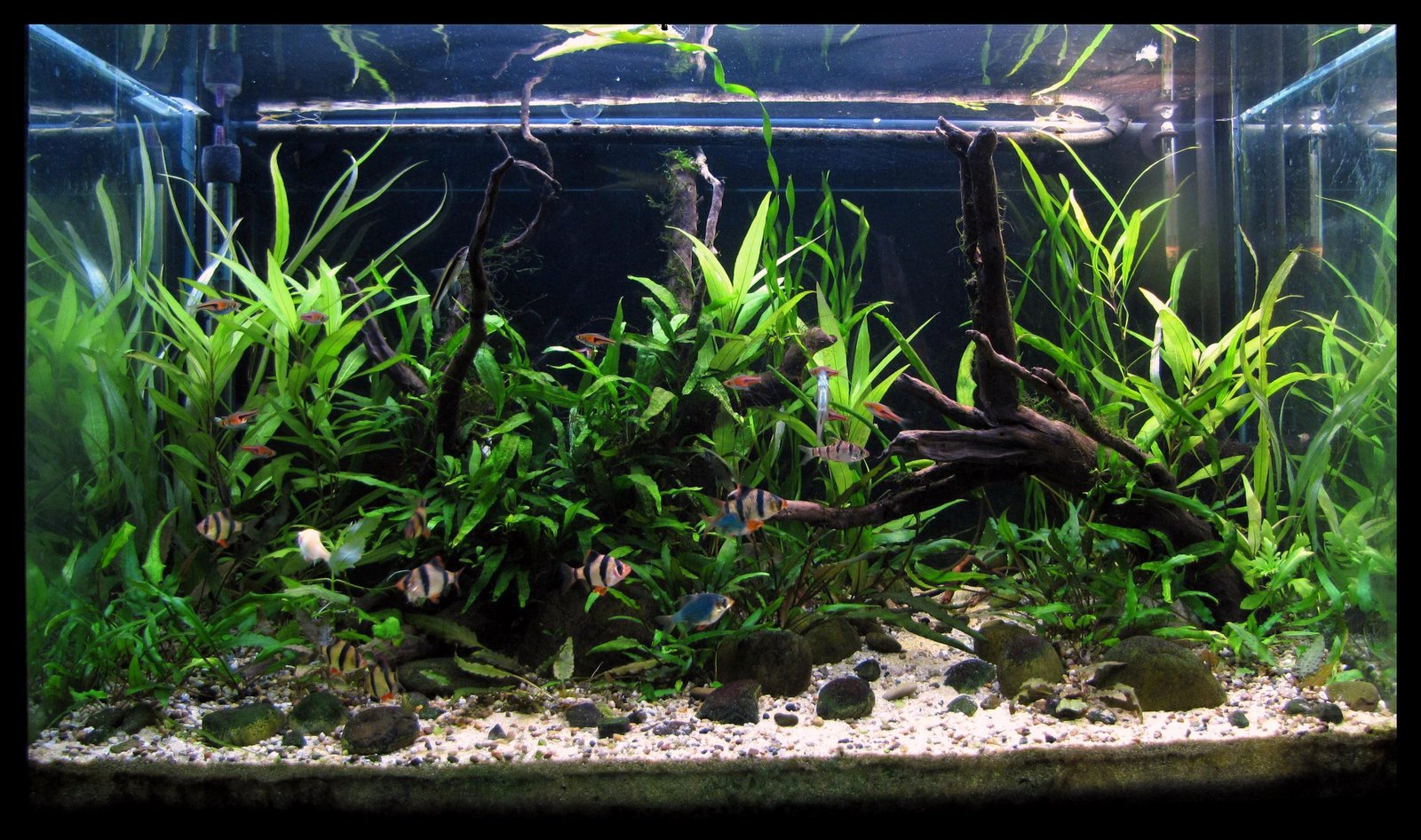 Borko's hobbies A withe water river in Thailand biotope Borko's hobbies A withe water river in Thailand biotope