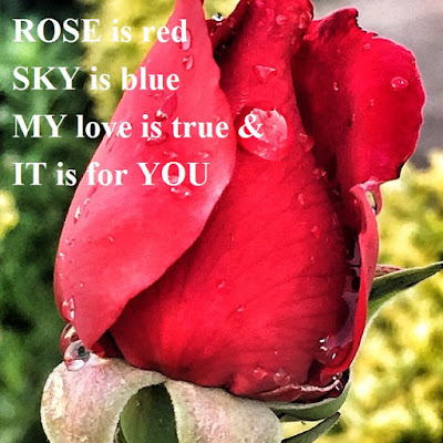 rose and love