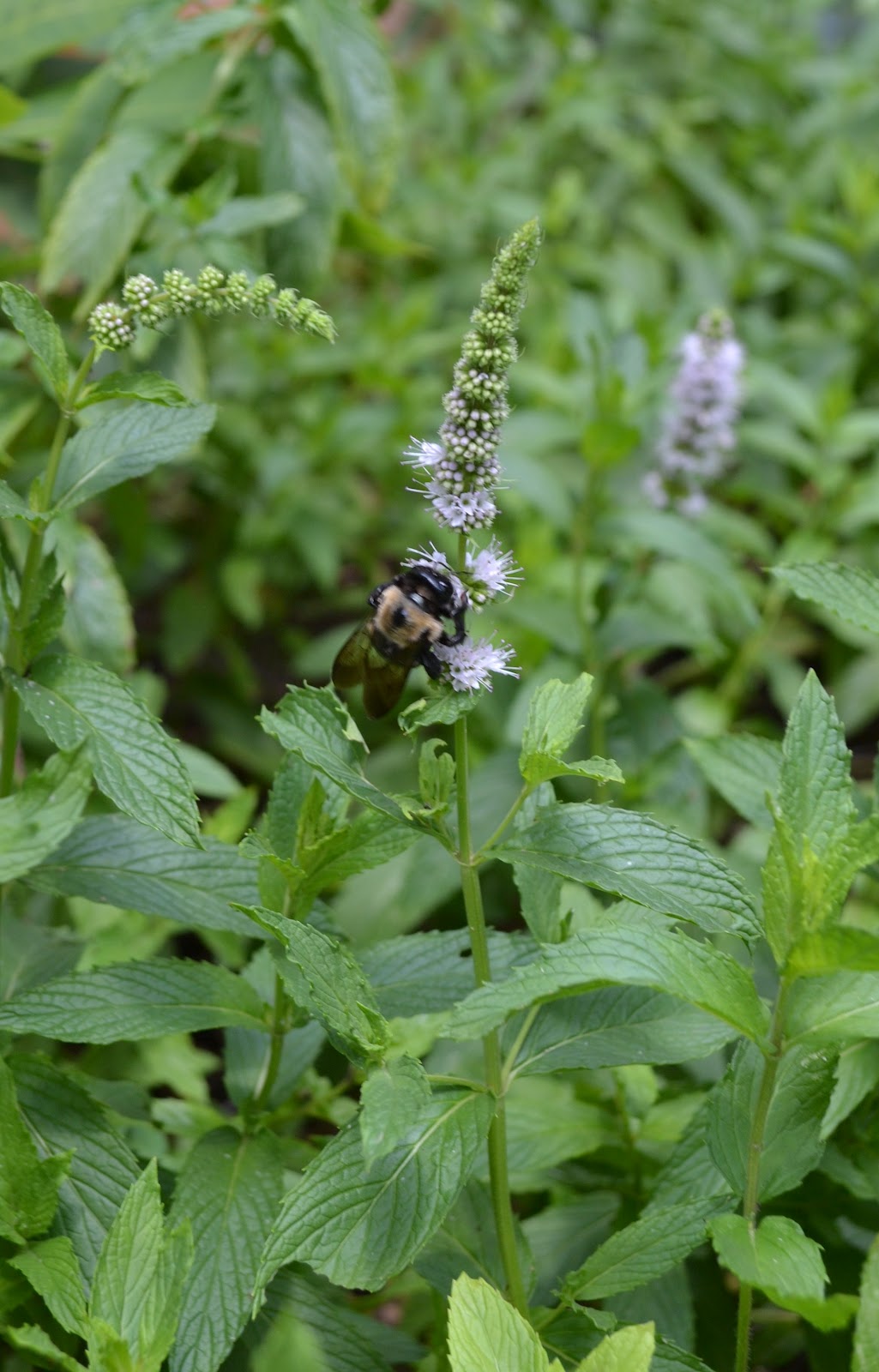 bonbons & biscotti Beet Hummus, Goat Cheese, Mint Crostini (plus