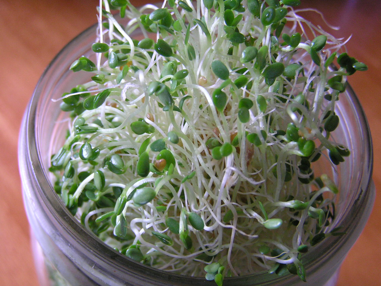 Sprouting For Winter Vegetables A Tutorial A Life Unprocessed