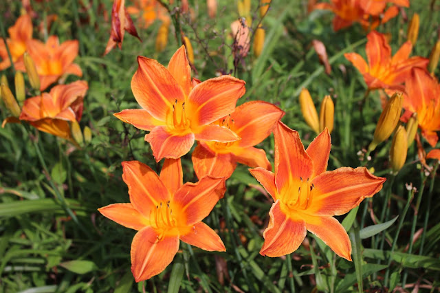 closer up of orange vol lilies