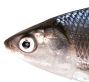 Ciri Ciri Ikan Bandeng Ikan Dan Laut