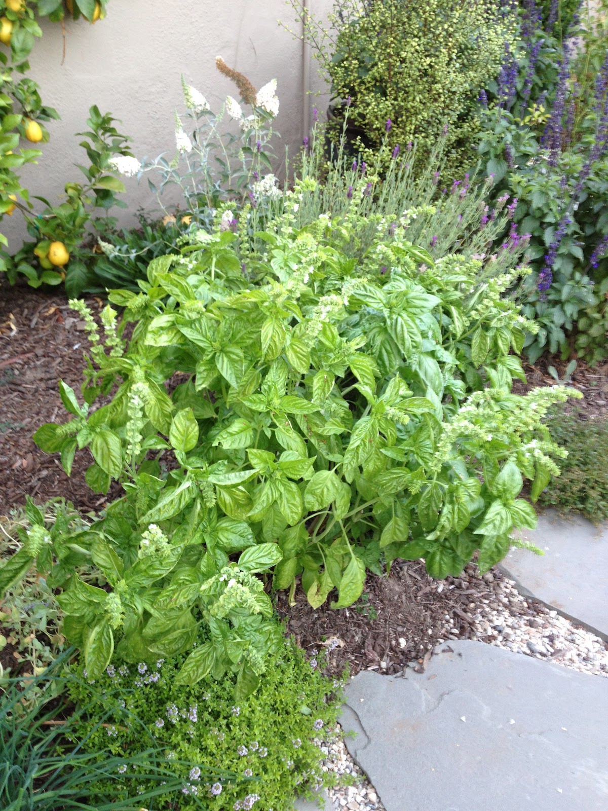 Wine That Stands Up To Pesto Deborah Harkness wine-that-stands-up-to-pesto-deborah-harkness