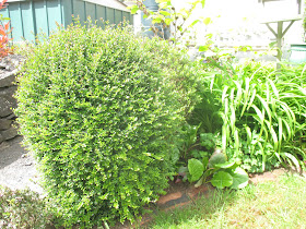 Greetings From Earth Five Woody Landscape Plants To Possibly