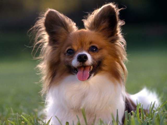 HD Animals: pictures of dogs