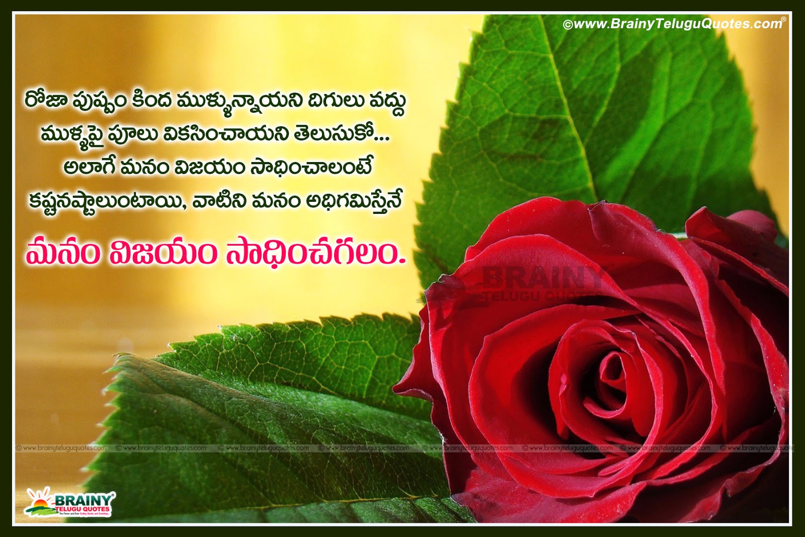 Latest Telugu New Life Inspirational Quotations With Blooming Hd Rose Flower Wallpapers Brainyteluguquotes Comtelugu Quotes English Quotes Hindi Quotes Tamil Quotes Greetings