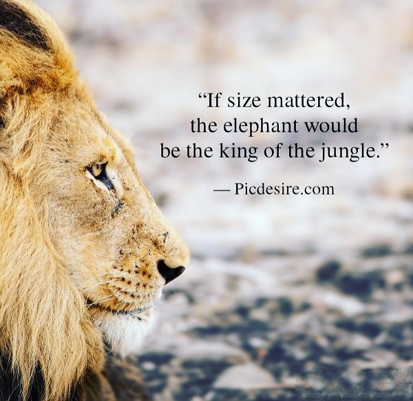 King Of The Jungle Quotes 30 Motivational Lion Quotes For A Strong Life – Picdesire.com