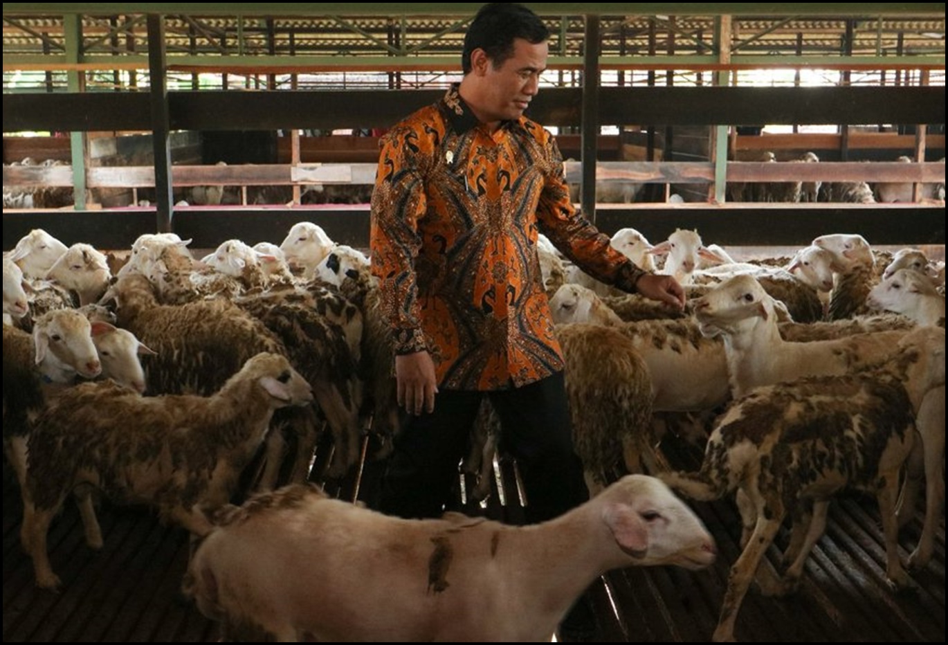 Harga Daging Domba Per Kg 2020