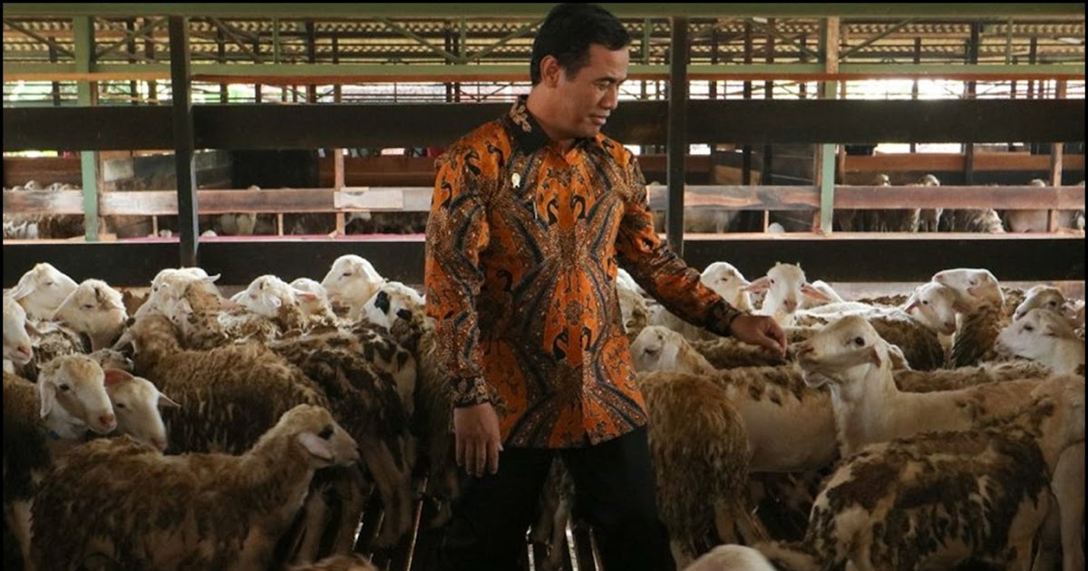 Sudah Tau Harga Daging Domba Per Kg 2020 Klik Disini 1 Supplier Jual Daging Terpercaya Sudah Tau Harga Daging Domba Per Kg 2020 Klik Disini 1 Supplier Jual Daging Terpercaya